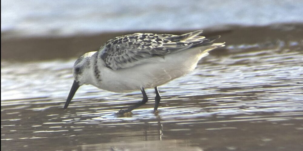Sanderling_2000